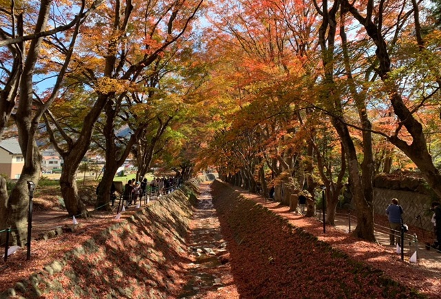 【河口湖の旅行記ブログ】もみじ回廊の紅葉と湖ごしの富士山が絶景！【日帰り】