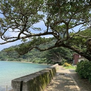 【竹富島の観光ブログ】石垣島から竹富島の行き方や水牛車のお得な予約方法を紹介
