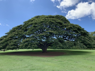 「この木なんの木」の場所や行き方は？モアナルアガーデンの日立の樹は絶景【ハワイ旅行】