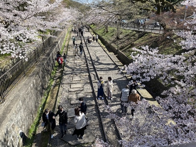 【京都の旅行記ブログ】満開の桜の時期に祇園・東山観光を満喫【家族旅行】