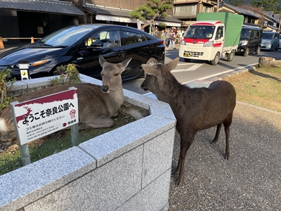 【奈良の旅行記ブログ】鹿と落ち着いた町並みを観光して癒される【家族旅行】