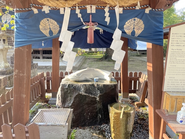 豊玉姫神社のナマズ